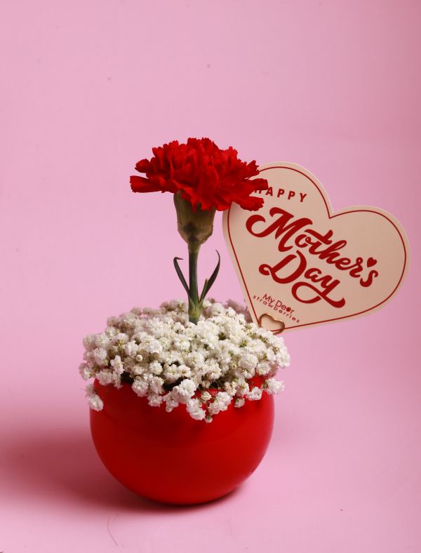 【Floral M】Coco Lady 胭脂紅單隻康乃馨鮮花盆 母親節康乃馨花禮