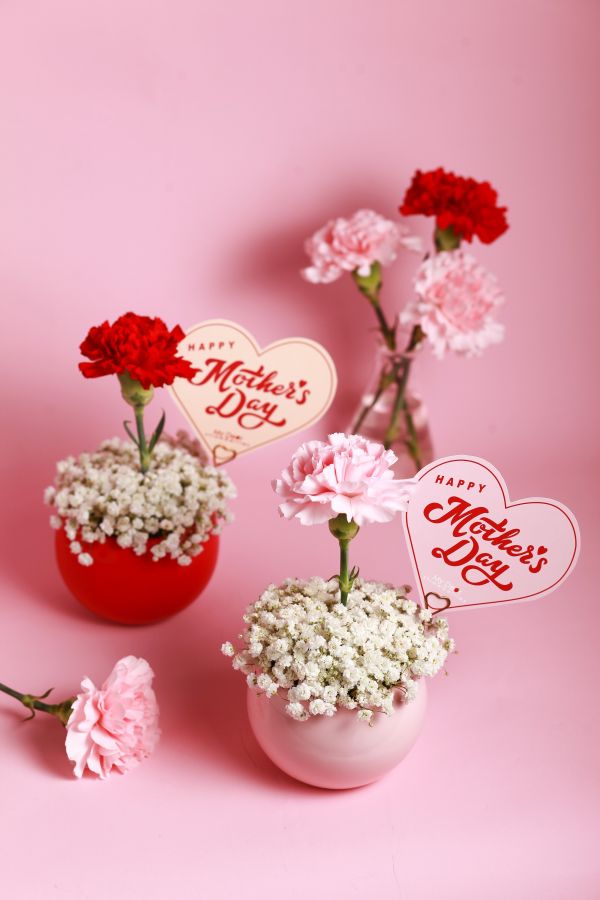 【Floral M】Coco Lady 胭脂紅單隻康乃馨鮮花盆 母親節康乃馨花禮