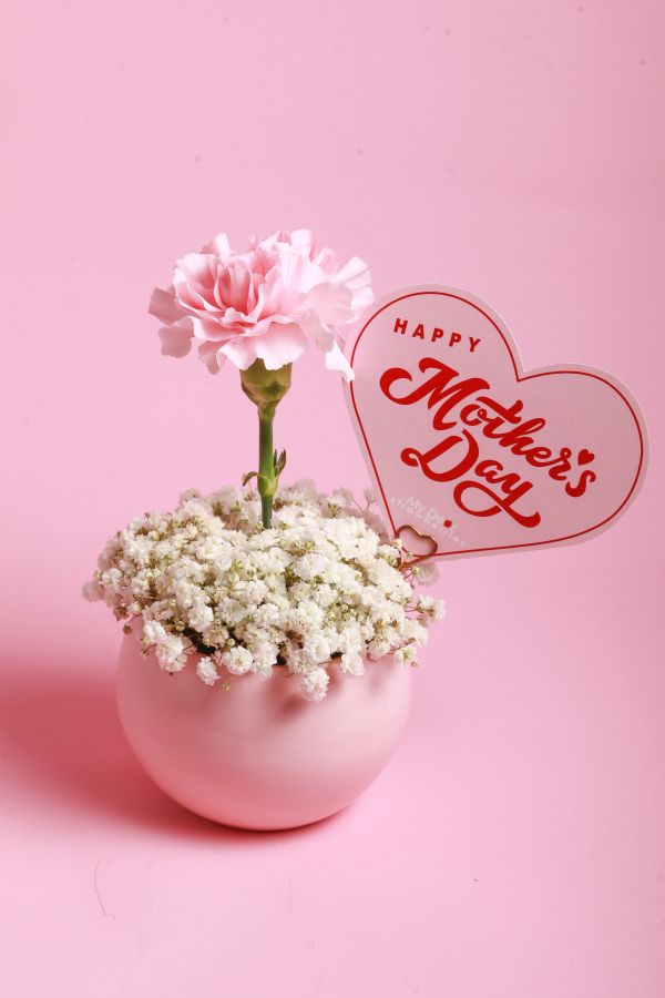 【Floral M】Pinky Lady 蜜桃粉單隻康乃馨鮮花盆 母親節康乃馨花禮