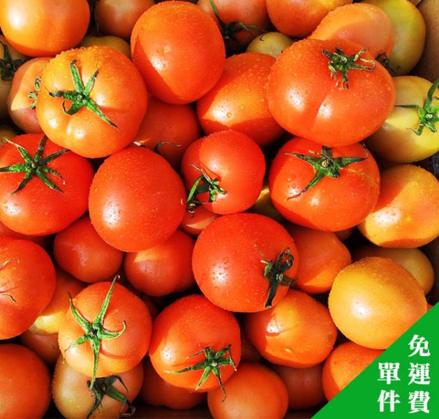 埔里能高 以色列大蕃茄10斤裝 牛蕃茄,大蕃茄,有機蕃茄