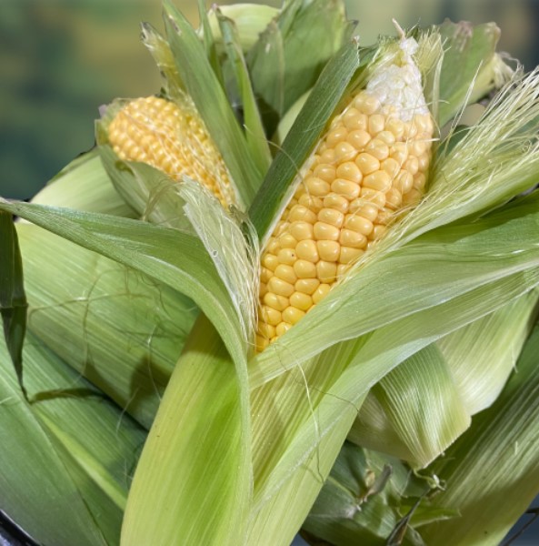 當季 黃金甜玉米 (2入裝)【安全環保】 甜玉米,天然的葉黃素,無毒生機蔬果,玉米好處