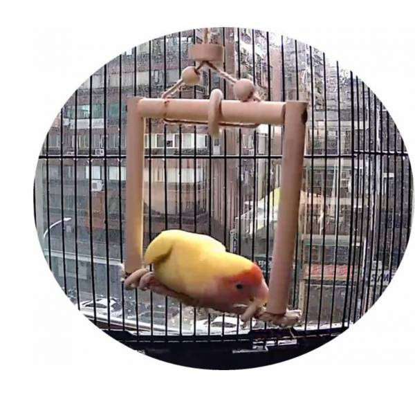 MY PET BIRD 小鸚鵡鞦韆/天然材質/鸚鵡娛樂玩具 麻繩鞦韆：以麻繩製成的鞦韆玩具
天然材質：使用天然麻繩打造,安全環保
鸚鵡娛樂玩具：為鸚鵡提供娛樂和運動的鞦韆
室內鳥寶玩具：適合室內使用的麻繩鞦韆
可調節鞦韆：具有調節功能,適應不同大小的鸚鵡