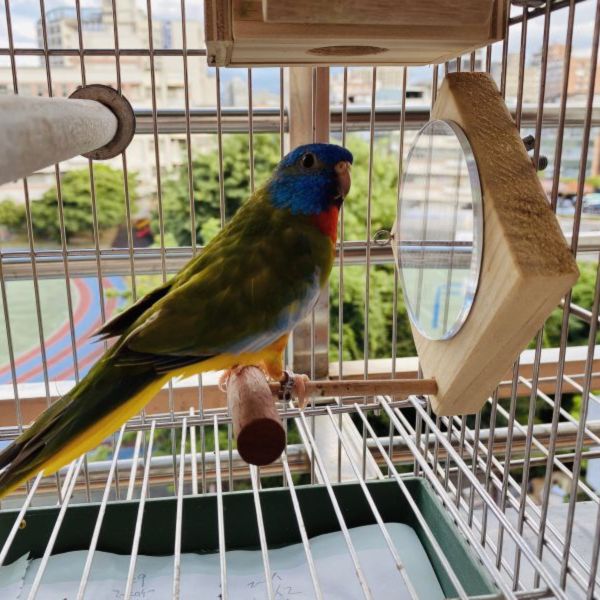 MY PET BIRD 小型鳥站鏡 鳥用鏡子、鳥類玩具、視覺刺激、鳥類娛樂、互動玩具、心理刺激、社交模擬、健康心態、寵物鳥、愉悅體驗、愛護鳥類、實用產品