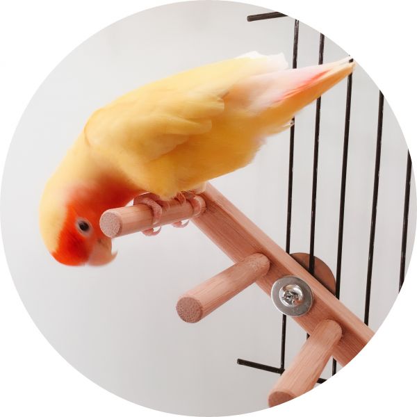 MY PET BIRD 鳥用竹爬梯 鳥用梯子
小型鳥用梯子
鳥類攀爬梯
鳥籠玩具
天然竹製鳥用梯子
鳥類運動訓練用品
安全可靠鳥用梯子
易於安裝的鳥用梯子
適用於不同大小的鳥籠
高品質鳥用梯子