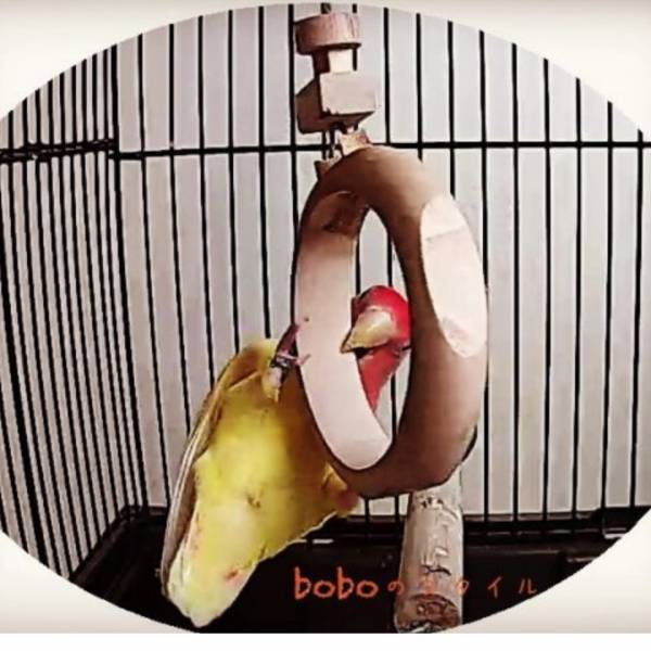 MY PET BIRD  小型鳥環形鞦韆 鳥用鞦韆
小鸚鵡鞦韆
3D立體造型鞦韆
方形支架座鞦韆
鳥類遊戲玩具
鳥類運動器材
室內外適用鳥類鞦韆
容易清洗鳥用鞦韆
鳥類健康促進器材
鳥類樂趣遊戲器材