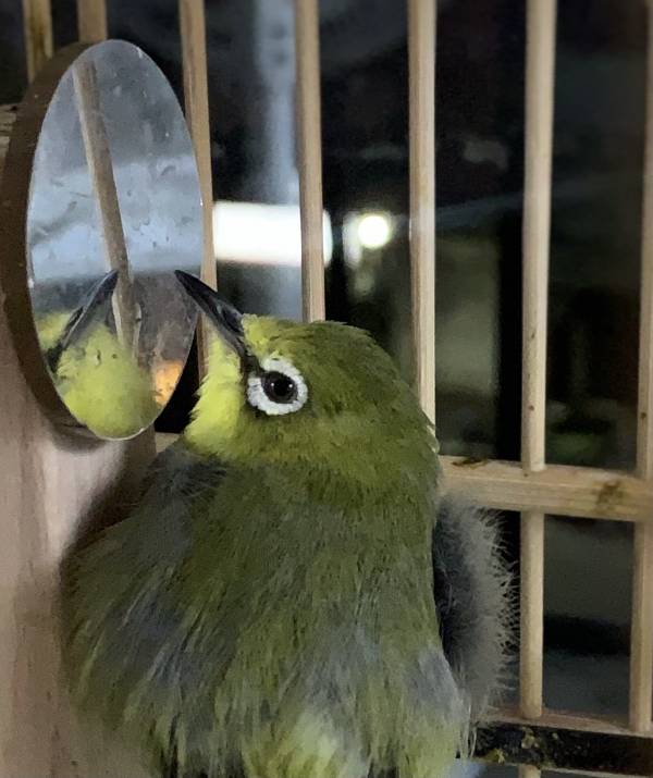 MY PET BIRD 綠繡眼迷你鏡 高清鳥類觀察鏡子,反射式鏡面