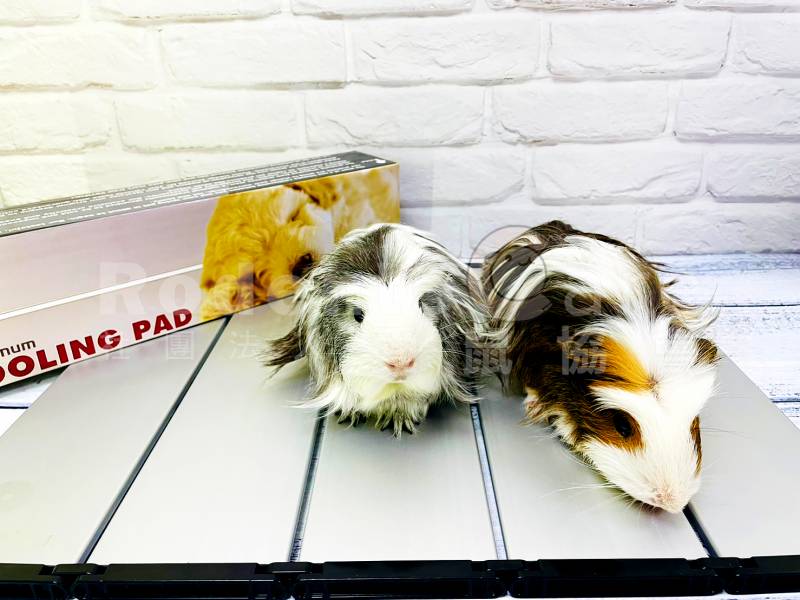 寵物鼠專用超酷涼涼墊 鼠用涼墊  散熱 散熱板 散熱鋁板 單片/4片/5片 寵物鼠專用超酷涼涼墊 鼠用涼墊 降溫 散熱 降溫板 降溫鋁板