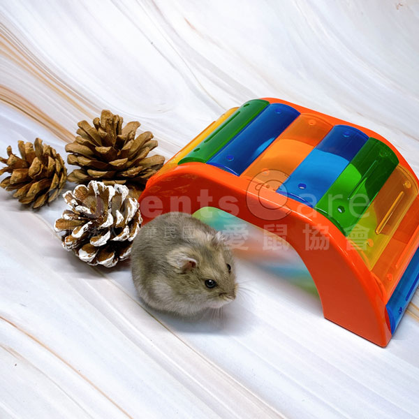 ferplast 義大利 飛寶 BRIDGE 鼠彩橋 鼠鼠彩色拱橋 鼠鼠彩色小屋 塑膠玩具 