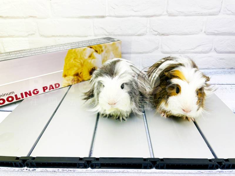 寵物鼠專用超酷涼涼墊 鼠用涼墊  散熱 散熱板 散熱鋁板 單片/4片/5片 寵物鼠專用超酷涼涼墊 鼠用涼墊 降溫 散熱 降溫板 降溫鋁板