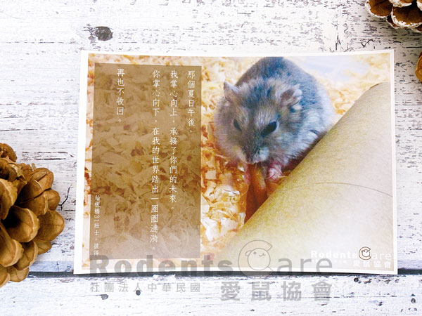 【文創商品】愛鼠協會明信片-可愛鼠寶照片 愛鼠協會 明信片－鼠寶照片