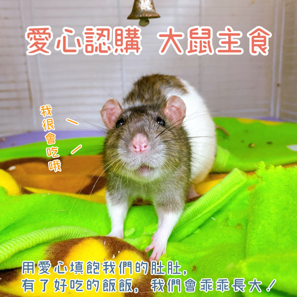 愛心認購【大小鼠】主食 / 營養品 愛心認購 大鼠類 主食