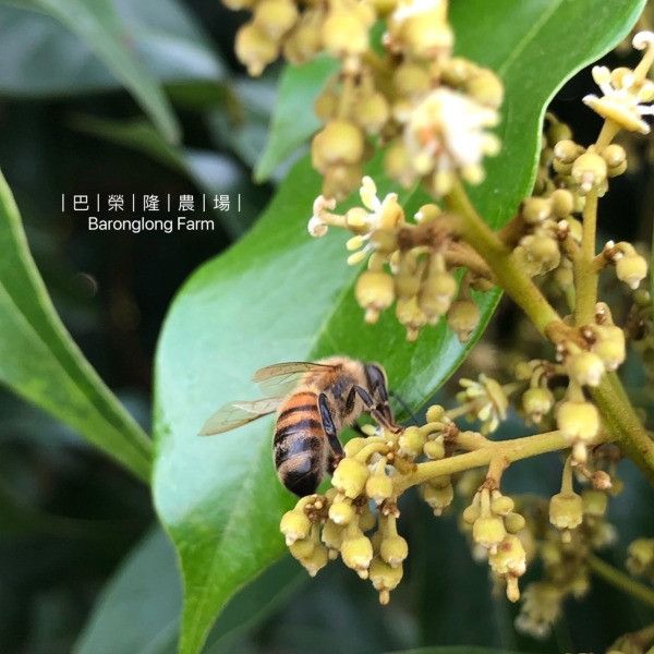 【春節禮盒】玉荷包荔枝蜂蜜 450g 