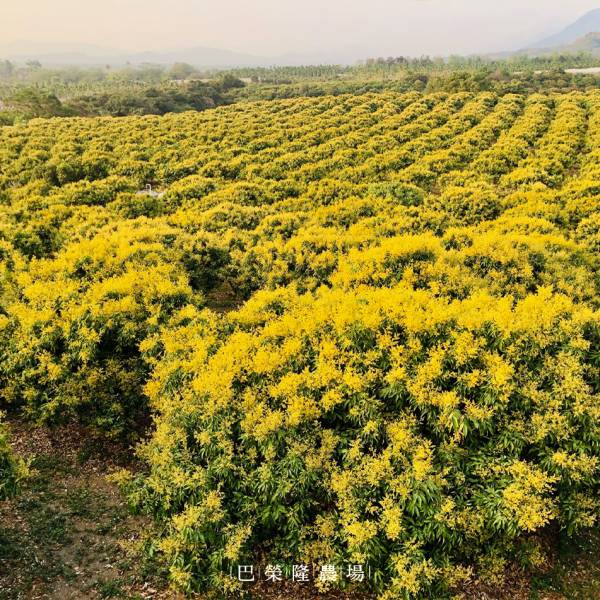【春節禮盒】玉荷包荔枝蜂蜜 450g 