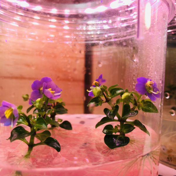 小室瓶栽 開花系列 紫芳草瓶栽組合 