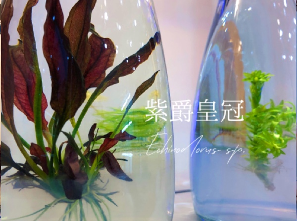 小室瓶栽 新大水草系列 工業風8號瓶 吃果凍長大的植物