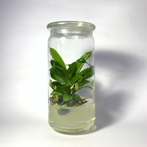 小室瓶栽 食蟲植物系列 豬籠草 玻璃蓋11號瓶 吃果凍長大的植物