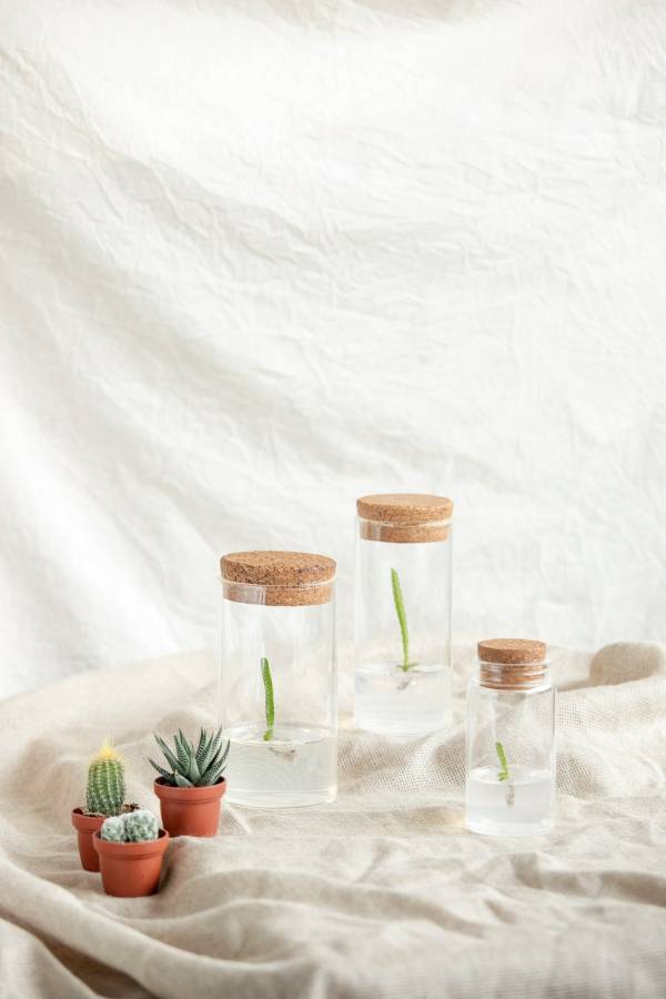 小室瓶栽 多肉植物系列 火龍果 自然風4號瓶 吃果凍長大的植物