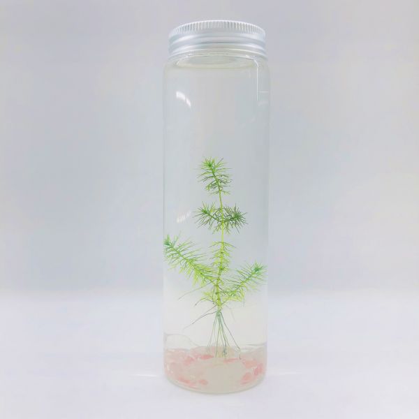 狐尾藻水草 裝飾款 工業風3號瓶 吃果凍長大的植物