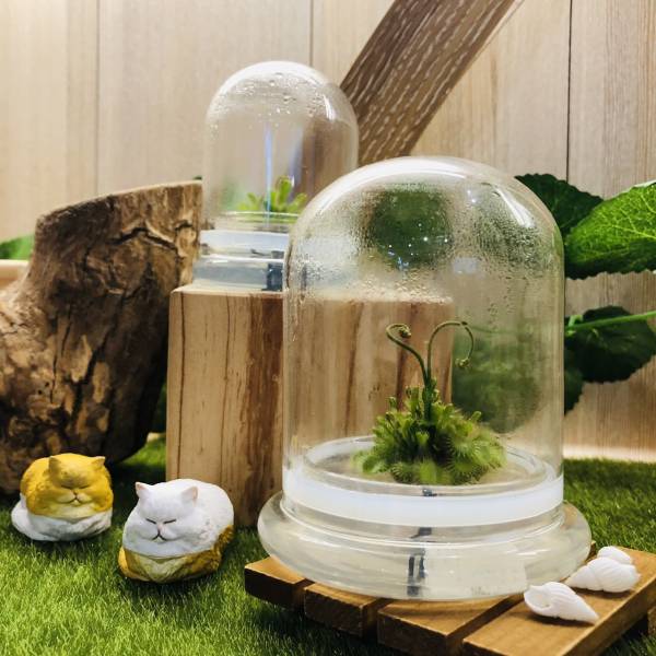 小室瓶栽 食蟲植物系列 毛氈苔 玻璃球2號瓶 吃果凍長大的植物