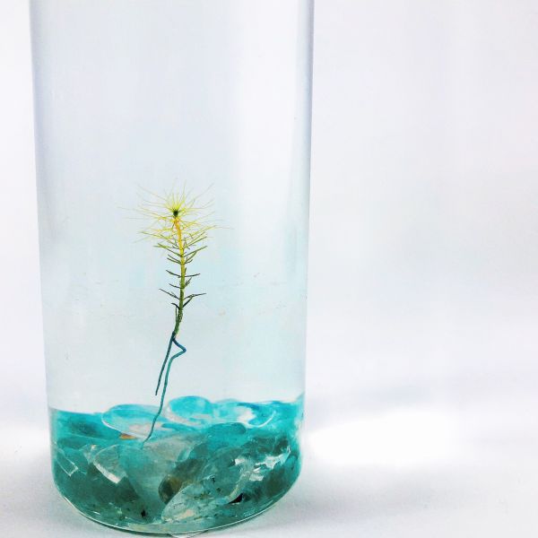 烏蘇里水草 裝飾款 工業風3號瓶 吃果凍長大的植物