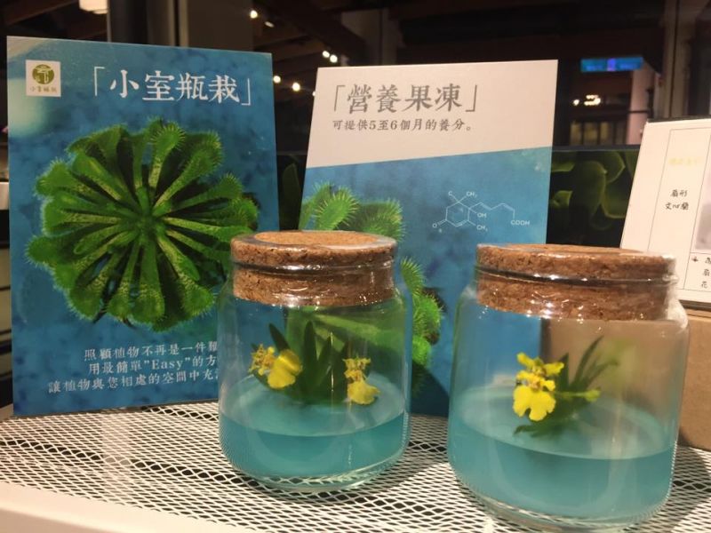 小室瓶栽 迷你蘭花系列 扇形文心蘭 自然風6號瓶 