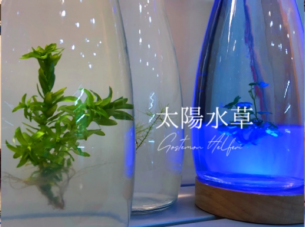 小室瓶栽 新大水草系列 工業風8號瓶 吃果凍長大的植物