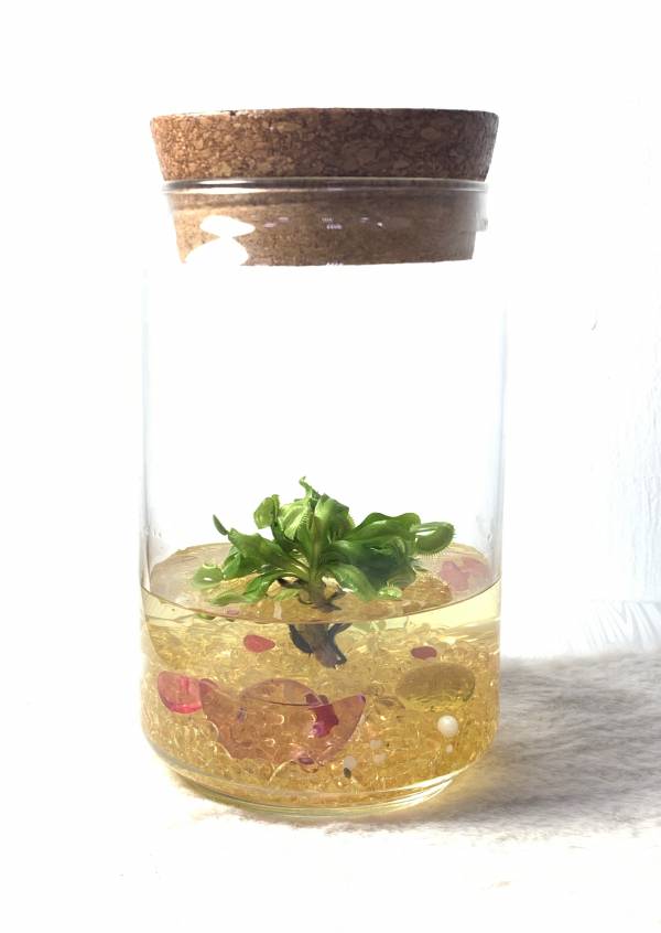 『造型』小室瓶栽 食蟲植物系列 捕蠅草 自然風7號瓶｜財源滾滾 吃果凍長大的植物