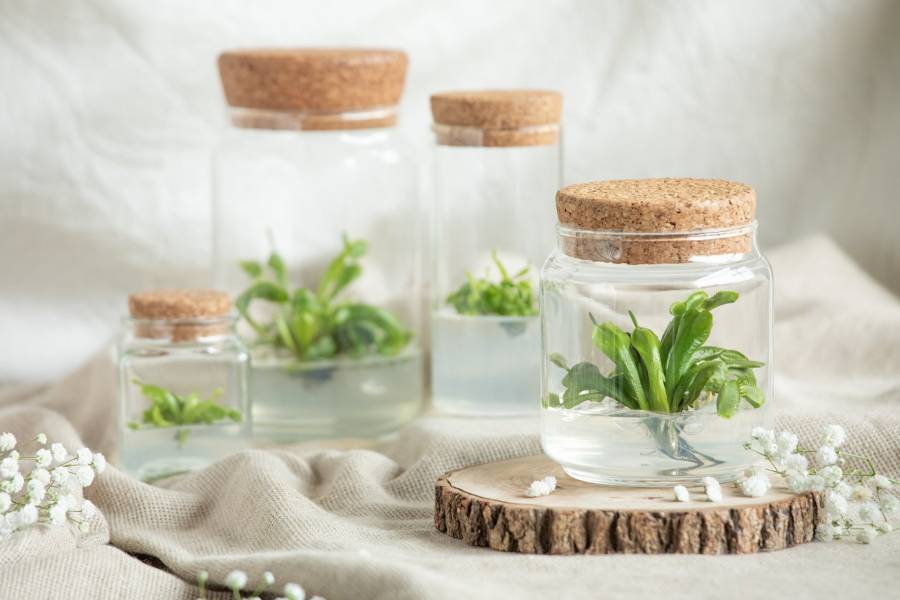 小室瓶栽 食蟲植物系列 捕蠅草 自然風6號瓶 療癒小物