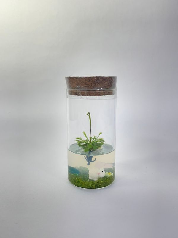 小室瓶栽 食蟲植物系列 毛氈苔 水晶系列 