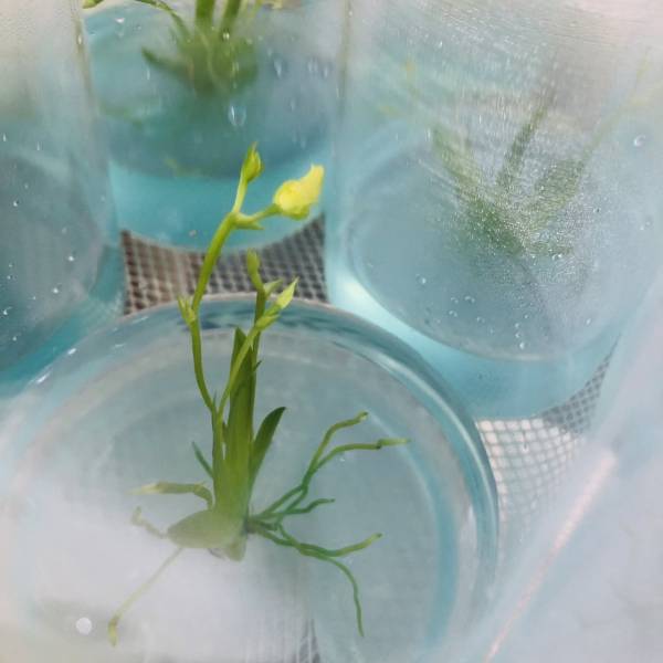 扇形文心蘭 玻璃蓋10號瓶 吃果凍長大的植物