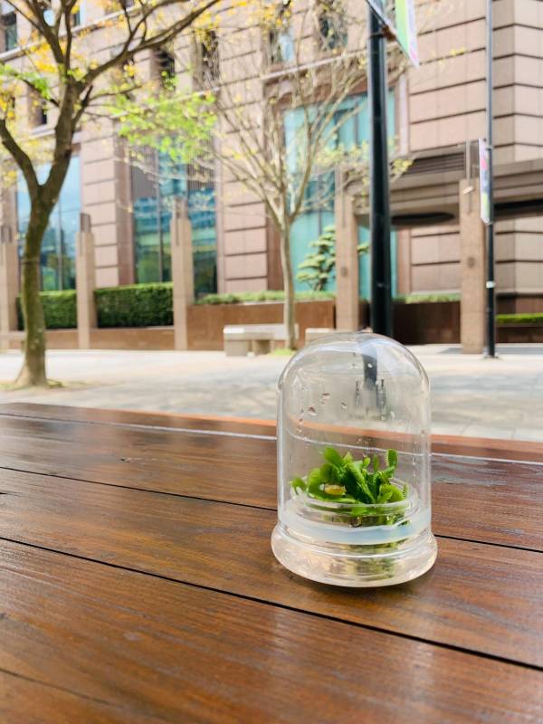 小室瓶栽 食蟲植物系列 捕蠅草 玻璃許願球 (中) 吃果凍長大的植物