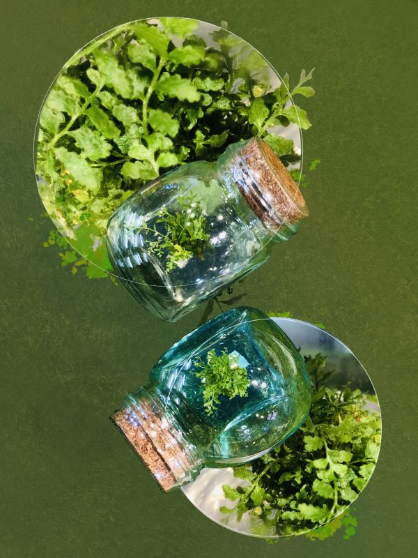 小室瓶栽 蕨類植物系列 腎蕨臺東1號 自然風3號瓶 吃果凍長大的植物不用澆水,不用太陽,有保固好照顧
