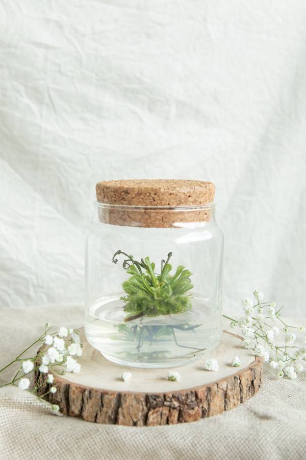 小室瓶栽 食蟲植物系列 毛氈苔 自然風6號瓶 吃果凍長大的植物