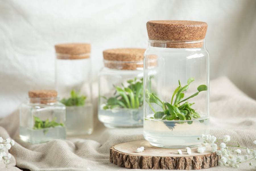 小室瓶栽 食蟲植物系列 捕蠅草 自然風7號瓶  吃果凍長大的植物