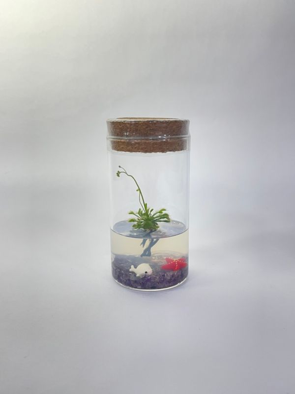 小室瓶栽 食蟲植物系列 毛氈苔 水晶系列 