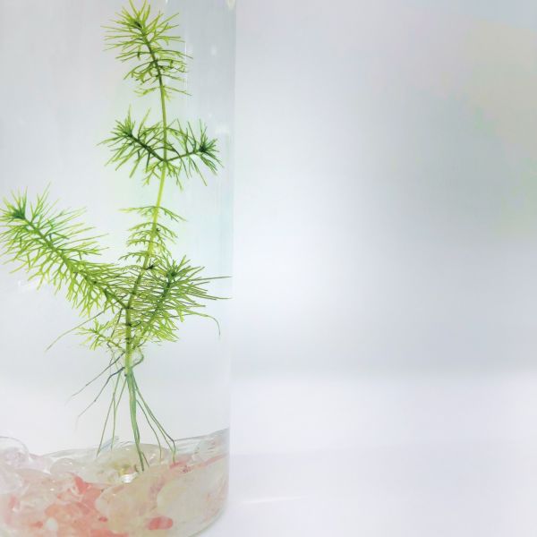 狐尾藻水草 裝飾款 工業風3號瓶 吃果凍長大的植物