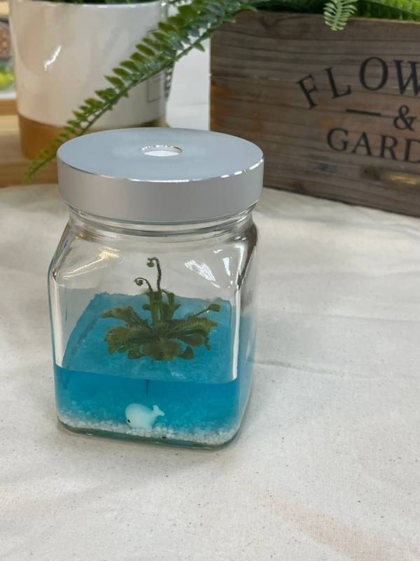 小室瓶栽 食蟲植物系列 毛氈苔 工業風2號瓶 蔚藍海洋 （銀蓋） 吃果凍長大的植物