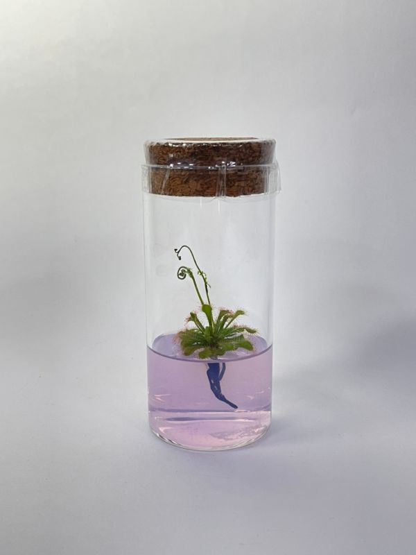 小室瓶栽 食蟲植物系列 毛氈苔 自然風4號瓶 吃果凍長大的植物