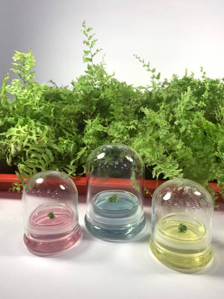 小室瓶栽 蕨類植物系列 腎蕨臺東1號 玻璃許願球 (中) 吃果凍長大的植物