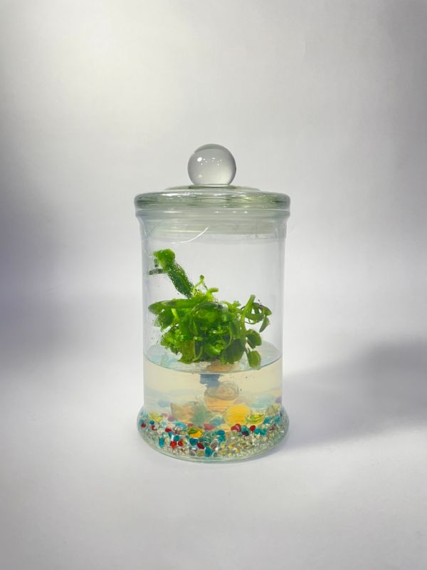 『造型』小室瓶栽 食蟲植物系列 大型捕蠅草  玻璃瓶4號瓶 ｜抓財進寶  辦公室招財
