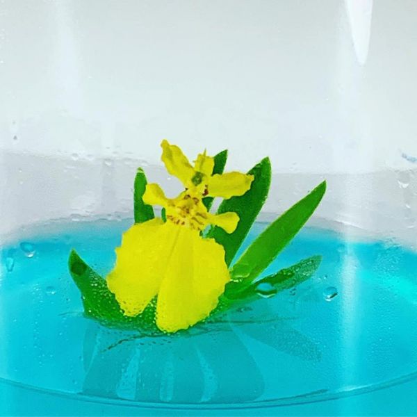 小室瓶栽 迷你蘭花系列 扇形文心蘭 自然風7號瓶 吃果凍長大的植物