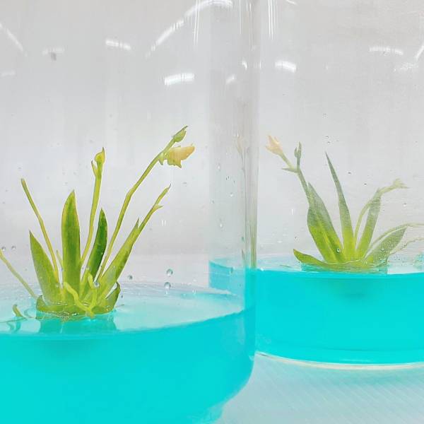 扇形文心蘭 玻璃蓋10號瓶 吃果凍長大的植物
