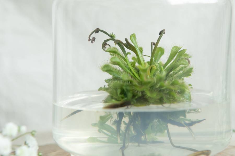 小室瓶栽 食蟲植物系列 毛氈苔 自然風6號瓶 吃果凍長大的植物