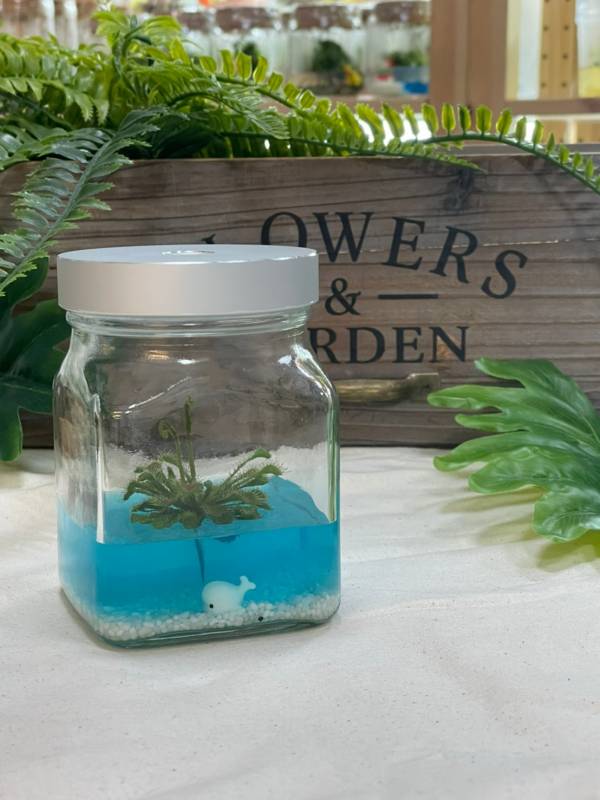 小室瓶栽 食蟲植物系列 毛氈苔 工業風2號瓶 蔚藍海洋 （銀蓋） 吃果凍長大的植物