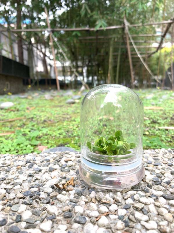 小室瓶栽 食蟲植物系列 捕蠅草 玻璃許願球 (中) 吃果凍長大的植物
