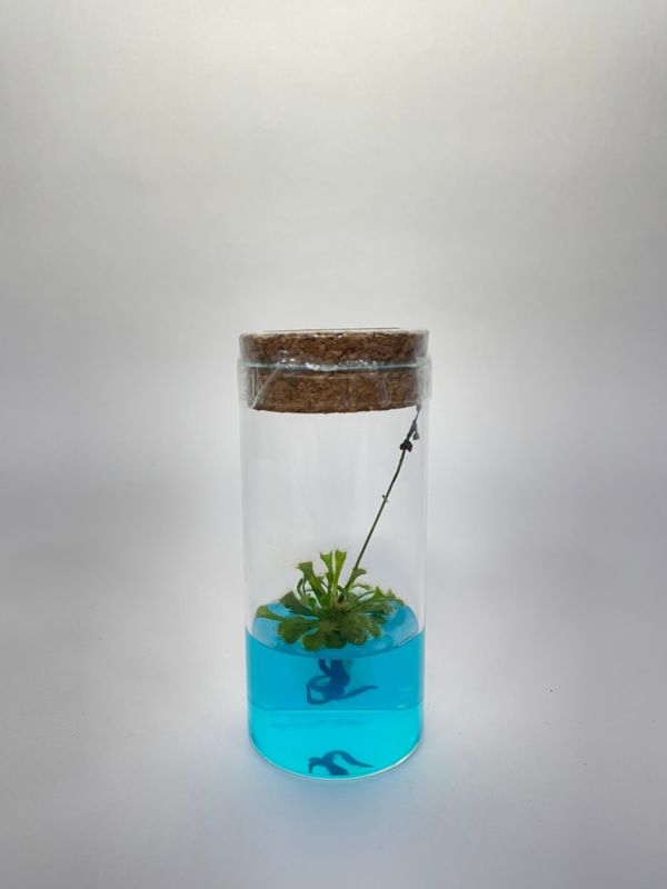 小室瓶栽 食蟲植物系列 毛氈苔 自然風4號瓶 吃果凍長大的植物