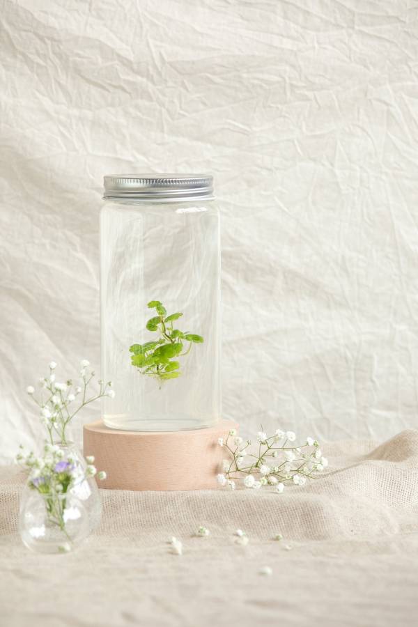 小室瓶栽 水草系列 小葉銅錢草 工業風4號瓶 吃果凍長大的植物