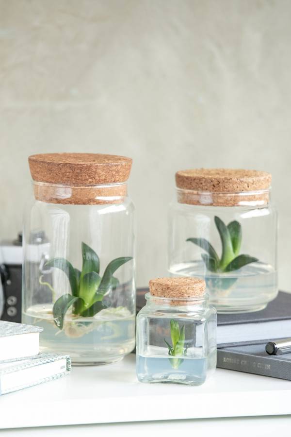 小室瓶栽 多肉植物系列 美吉壽 自然風2號瓶 吃果凍長大的植物