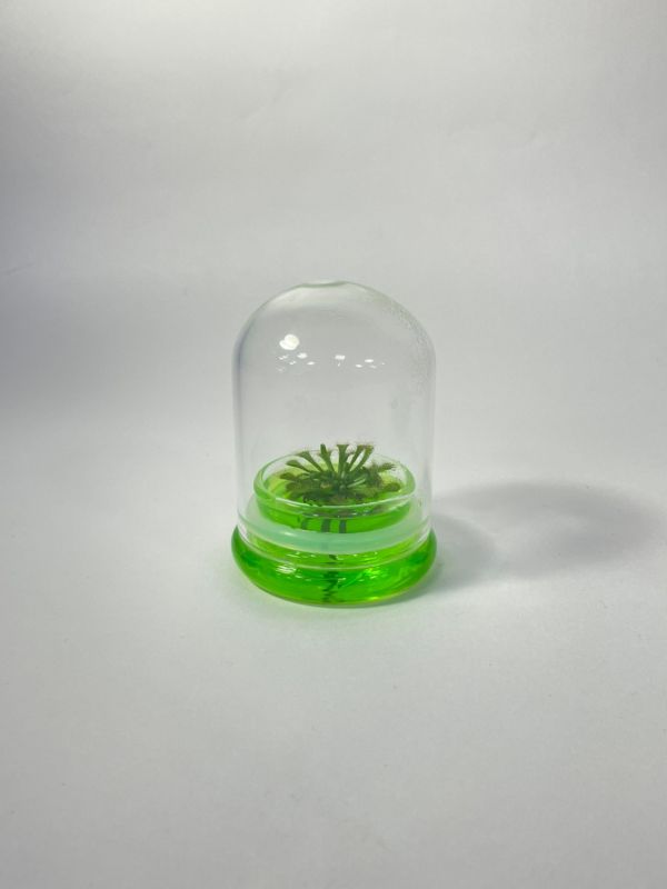 小室瓶栽 食蟲植物系列 毛氈苔 玻璃球2號瓶 吃果凍長大的植物