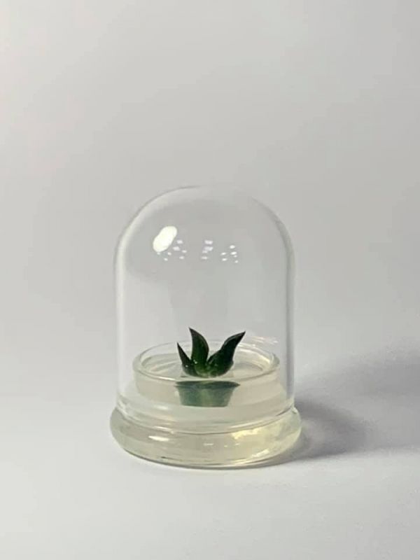 小室瓶栽 食蟲植物系列 美吉壽 中型玻璃許願球 美吉壽